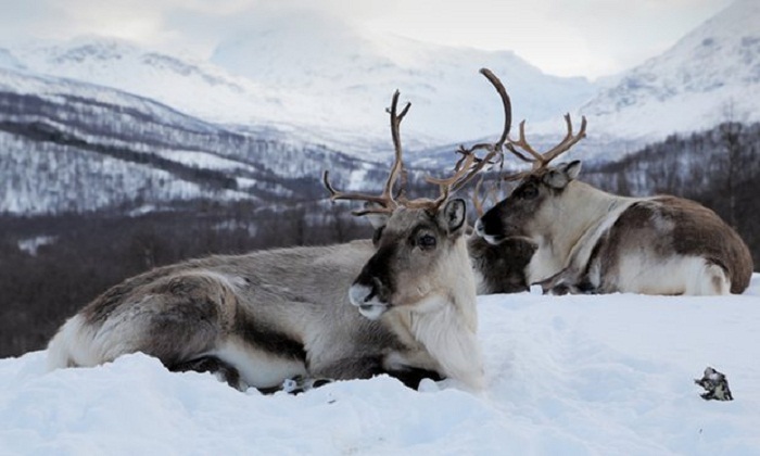 School under fire over trip for five-year-olds to see reindeer slaughter 